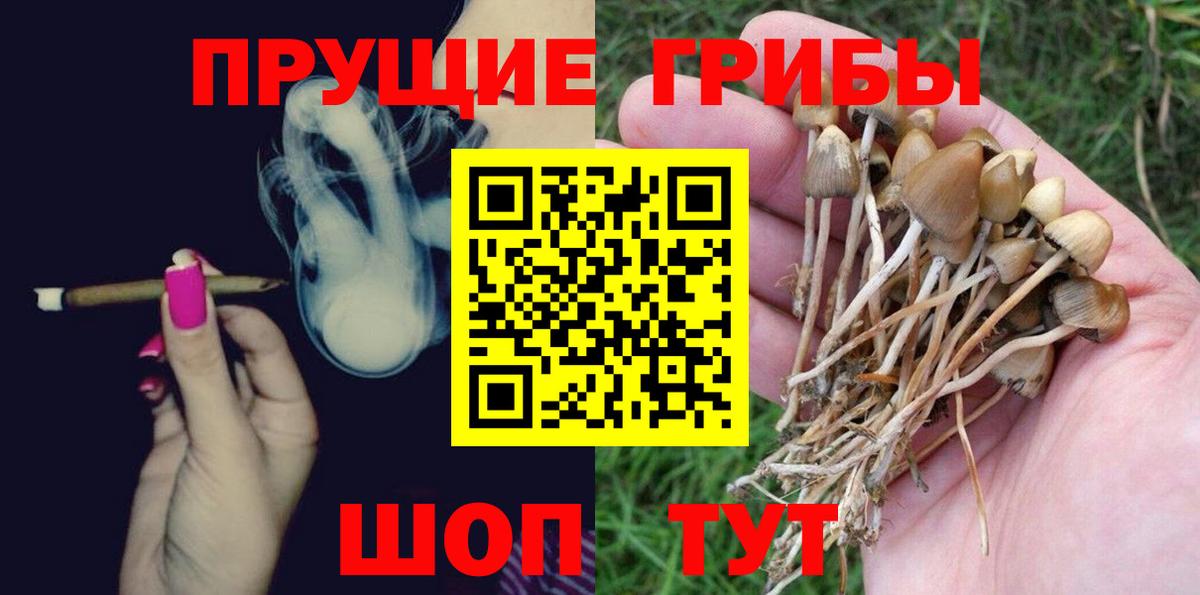 Галлюциногенные грибы Psilocybe Киржач
